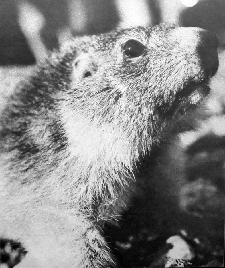 marmotte