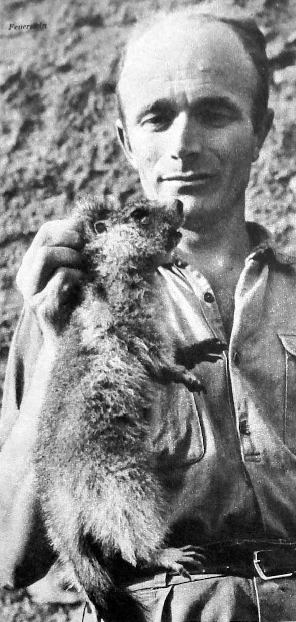 Notre cliché montre la taille moyenne d’une jeune marmotte par rapport à un être humain.