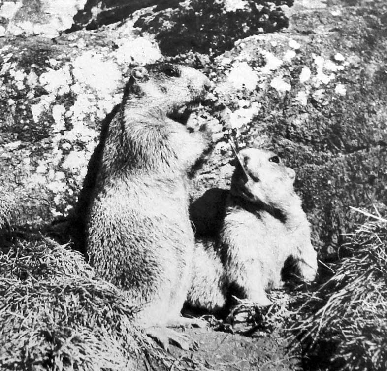 Marmottes se disputant gentiment une branchette qu'elles mordillent de leurs dents acérées.