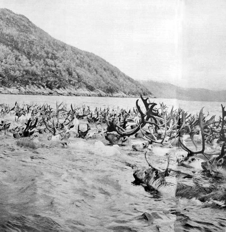 une harde de cerfs traversant un lac